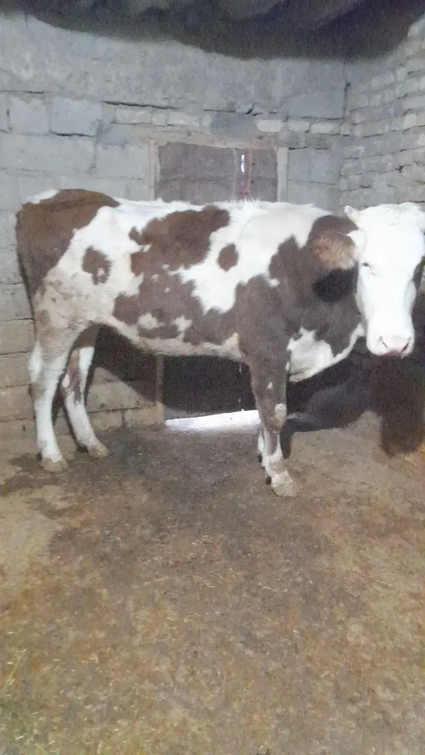 گوساله ،گاو ،تلیسه سیمینتال|حیوانات مزرعه|بیلوار, |دیوار