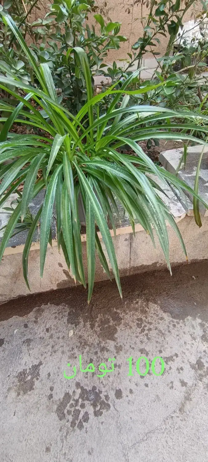 کادوی روز مادر|گل و گیاه طبیعی|شاهینشهر, شهرک ردانی پور|دیوار