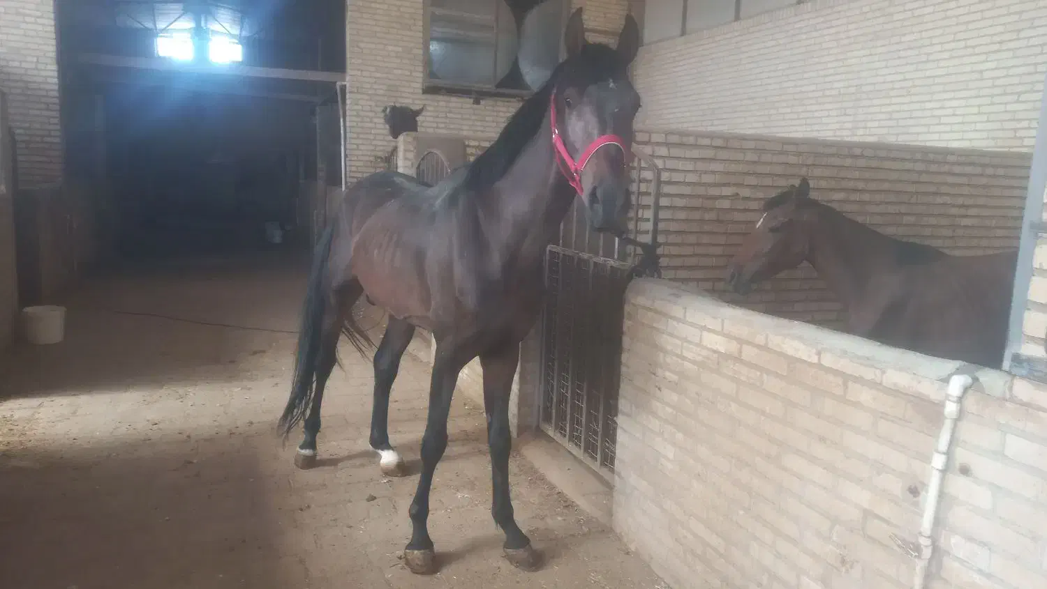 مادیان ونریان عرب خالص ایرانی|اسب و تجهیزات اسب‌سواری|یزد, |دیوار