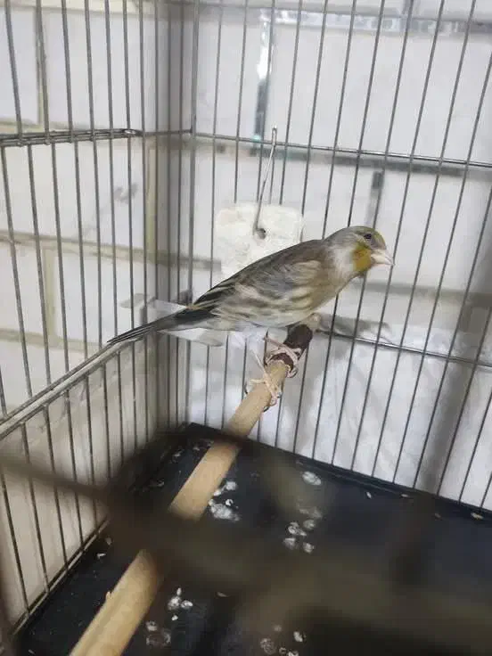 سهره قناری زیبا مست بخون|پرنده|قرچک, مهدیه|دیوار