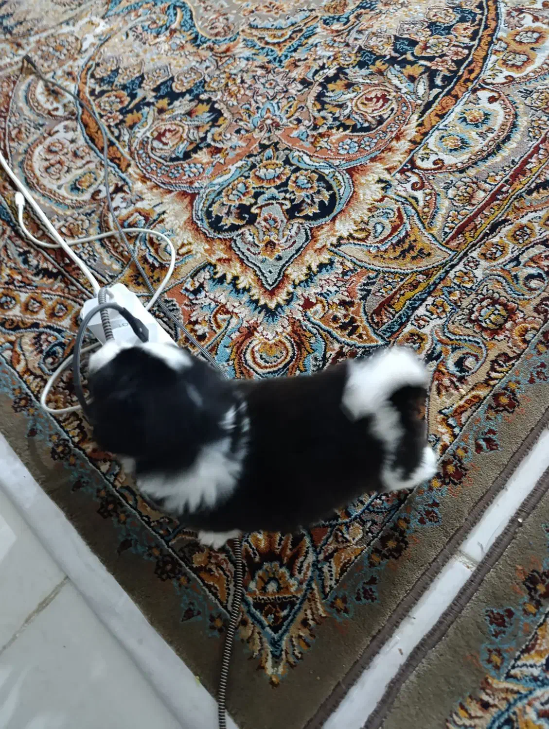 واگذاری هاپو جفتی۵ت|سگ|پردیس, فاز ۸|دیوار