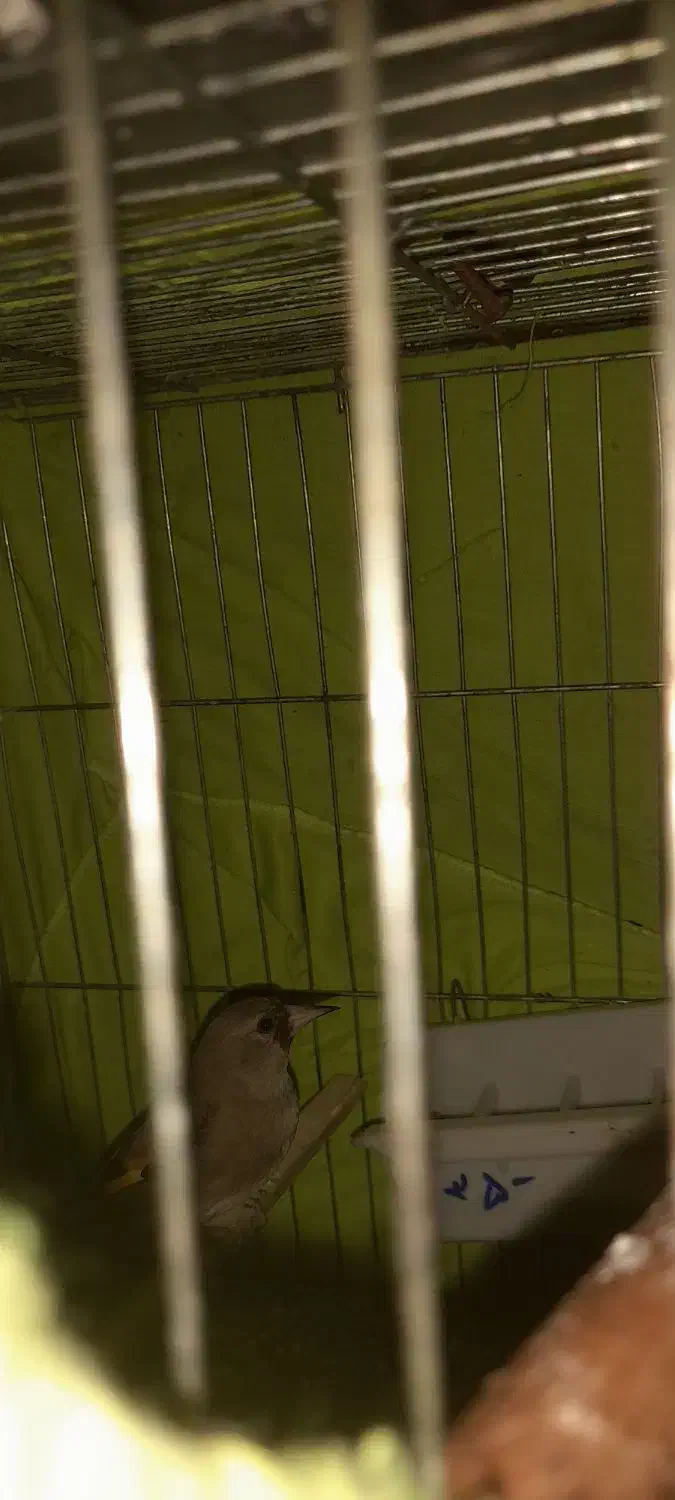 سهره کرمانی|پرنده|گلستان (تهران), |دیوار