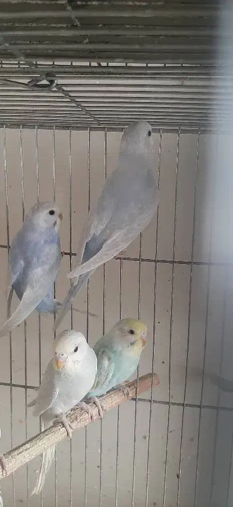 مرغ عشق رینبو تعدادی جوجه|پرنده|ری, دولتآباد|دیوار