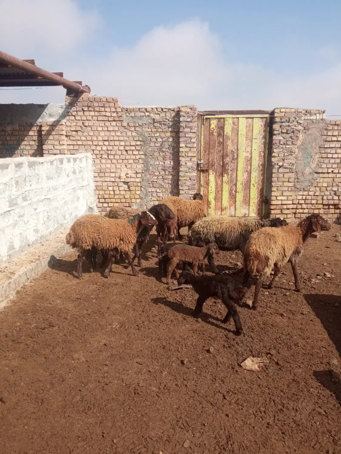 میش|حیوانات مزرعه|تربت جام, جامرود|دیوار