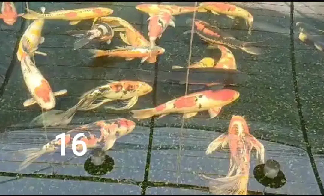 نیرو برای کارگاه پرورش ماهیان زینتی|استخدام صنعتی، فنی، مهندسی|تربت جام, پاسداران|دیوار