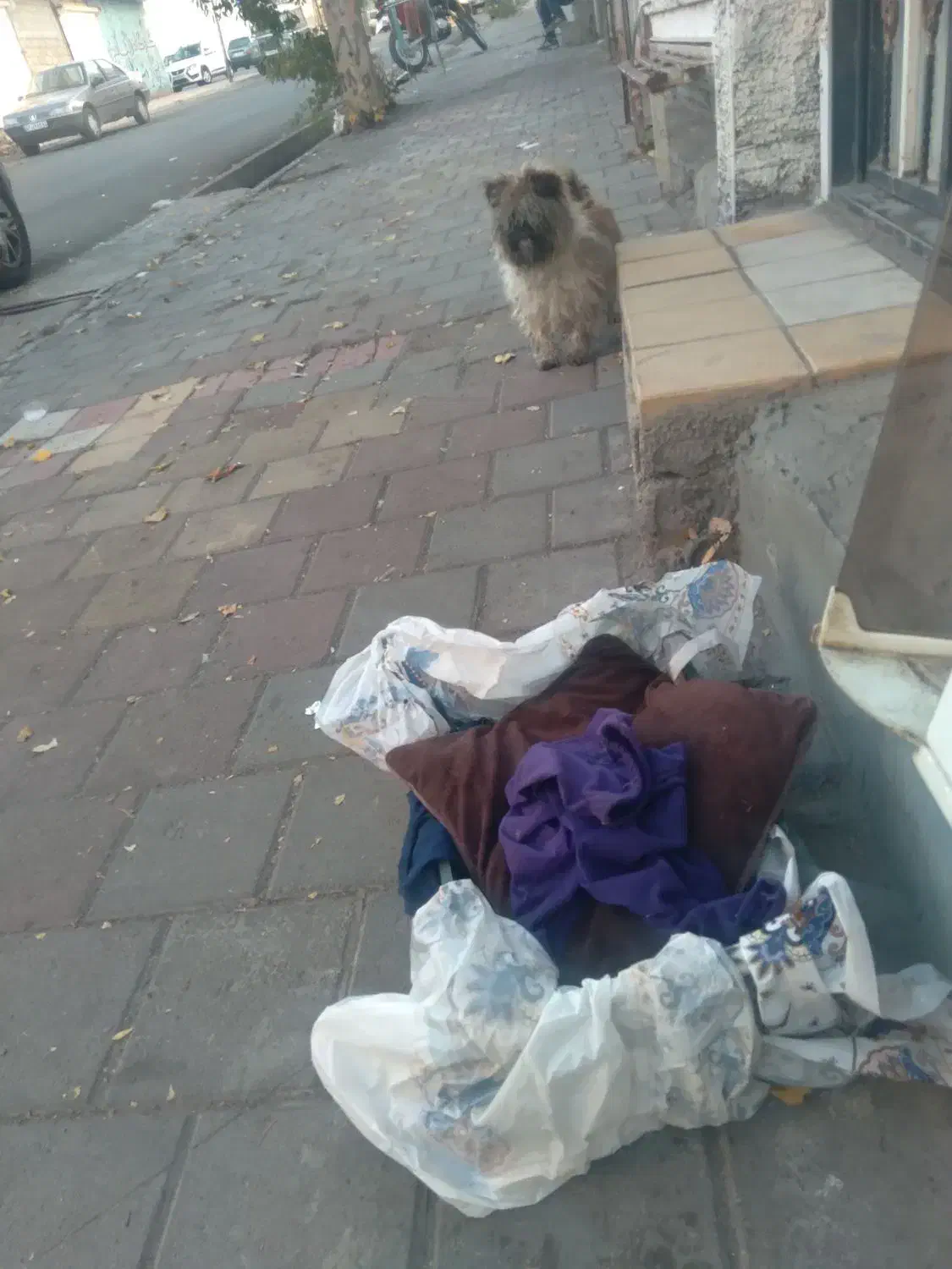 بوبی شیتزو اصل نر ۱۵۰۰تومن|سگ|مشگین شهر, |دیوار