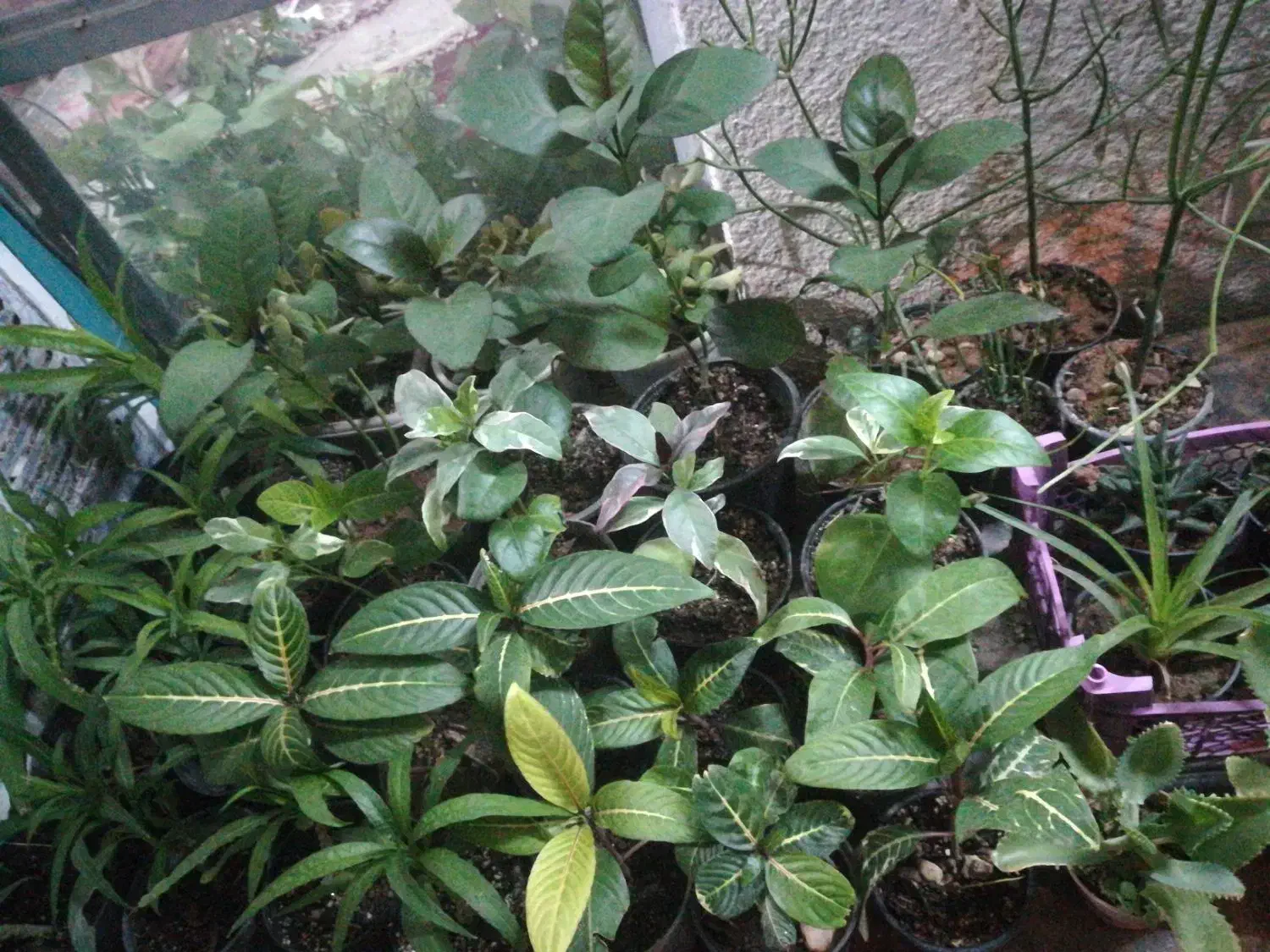 گل اپارتمانی مقاوم|گل و گیاه طبیعی|فسا, |دیوار