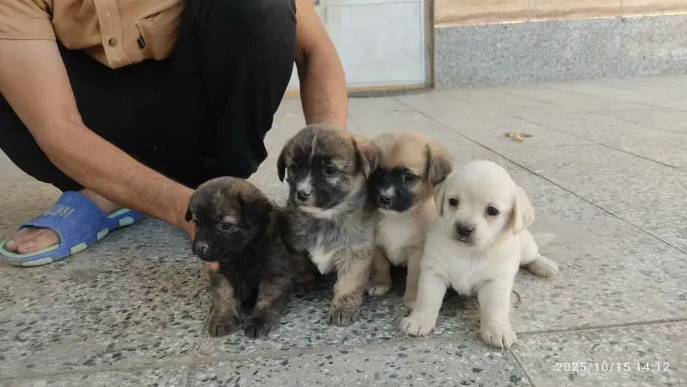 واگذاری توله سگ پاگ و شیتزو|سگ|زرند, |دیوار