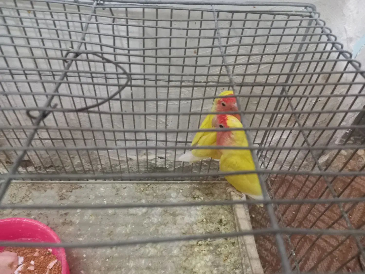 طوطی برزیلی|پرنده|خمینی‌شهر, |دیوار