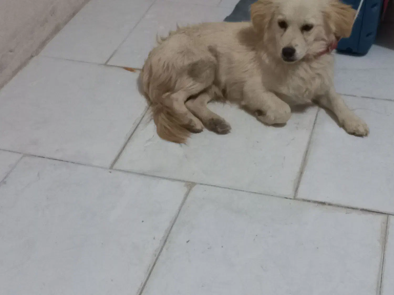 سگ پاکوتاه سفید|سگ|تفت, |دیوار