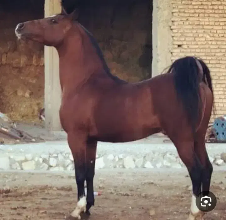 اسب|اسب و تجهیزات اسبسواری|دورود, |دیوار