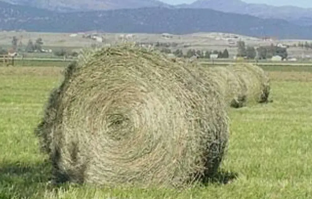 کاه پیچ سبز تازه امسال|حیوانات مزرعه|درودزن, |دیوار