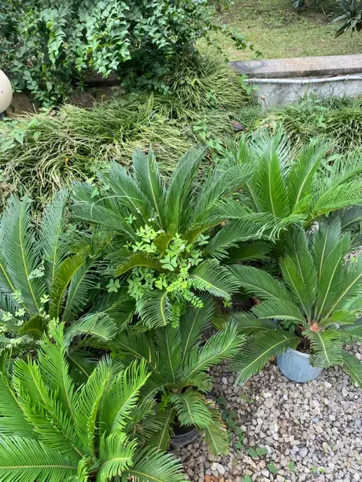 سیکاس|گل و گیاه طبیعی|نوشهر, |دیوار