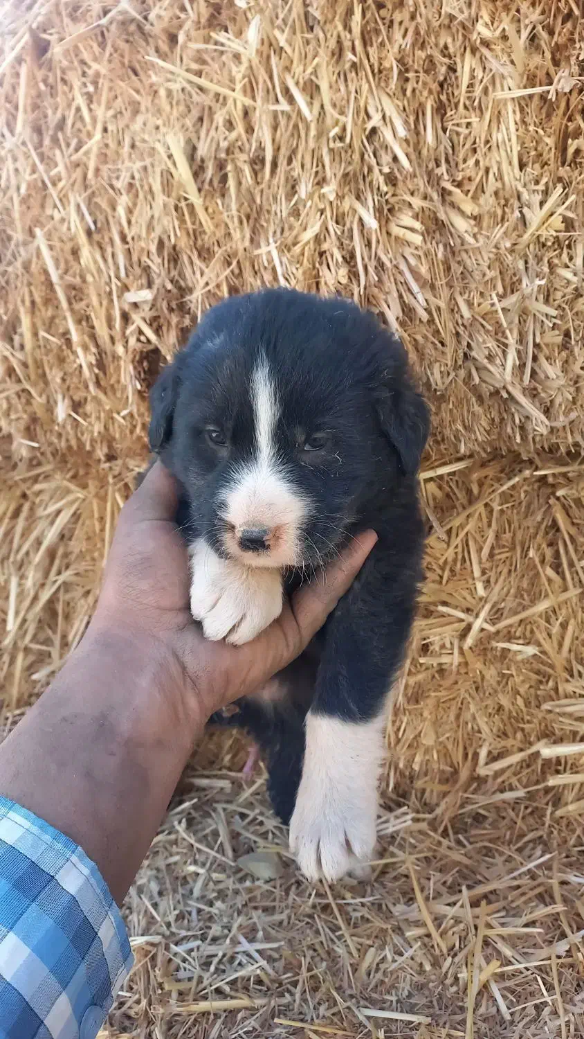 توله سگ قدریجونی|سگ|دهاقان, |دیوار