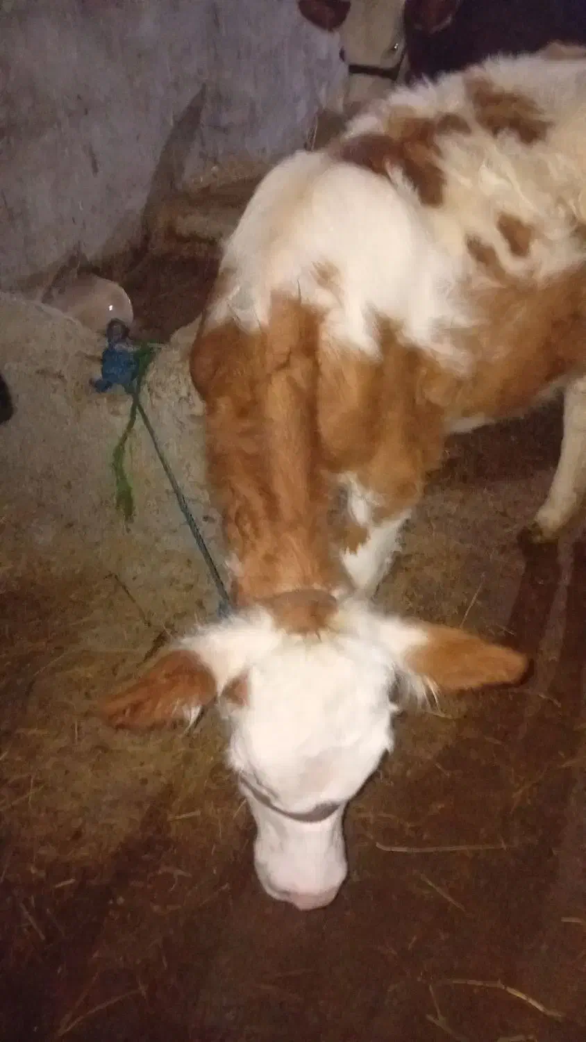 سیمینتال هولشتاین ماده|حیوانات مزرعه|رشت, دباغیان|دیوار