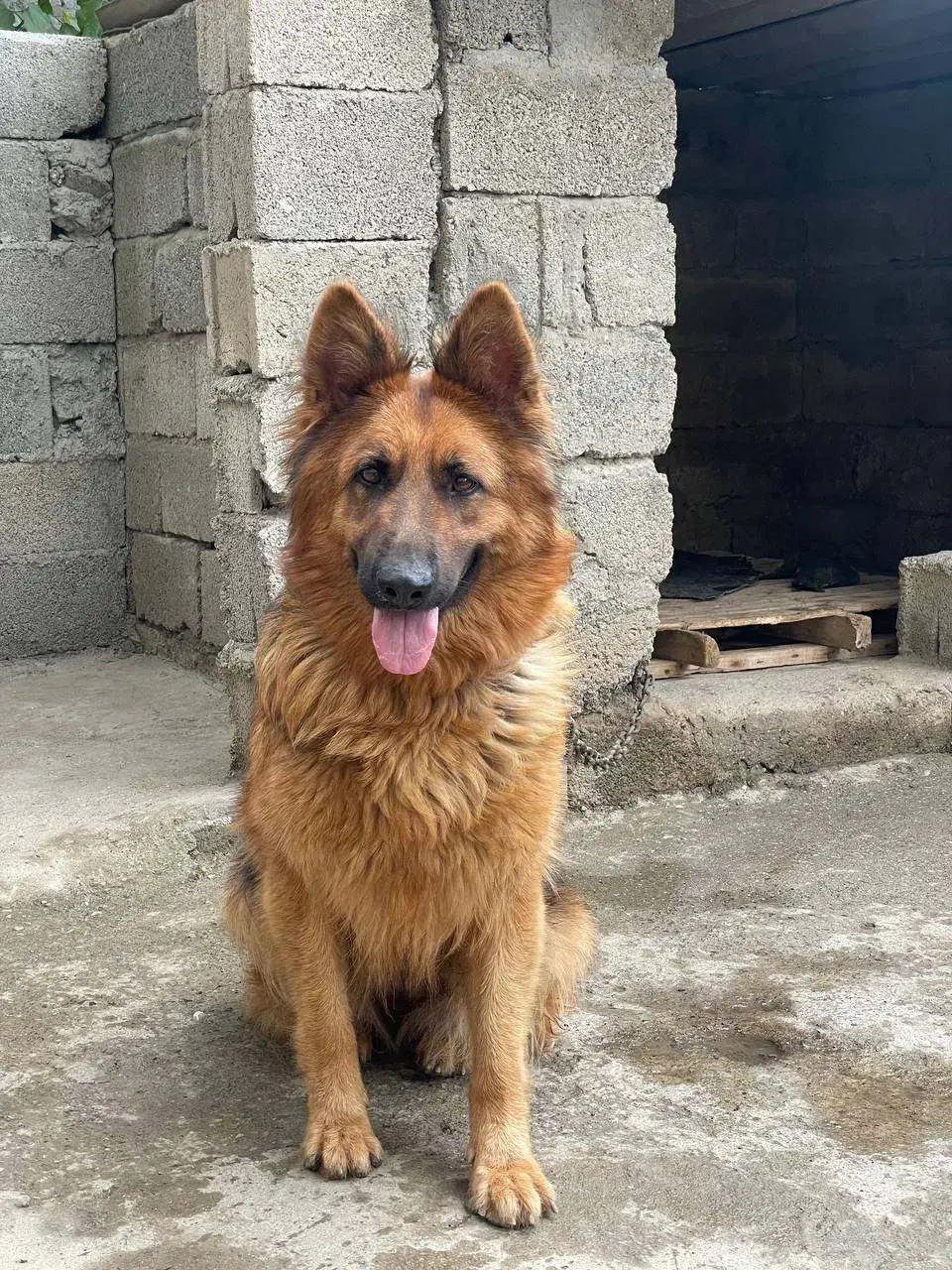 ژرمن شولاین ماده|سگ|رشت, پل تالشان|دیوار