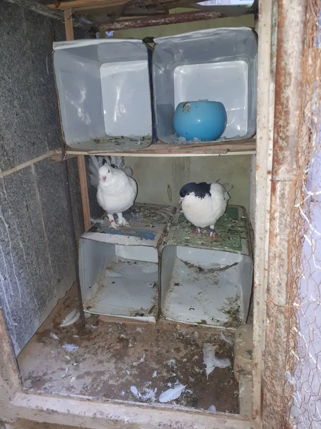 کفتر|پرنده|مشهد, شهرک بهارستان|دیوار