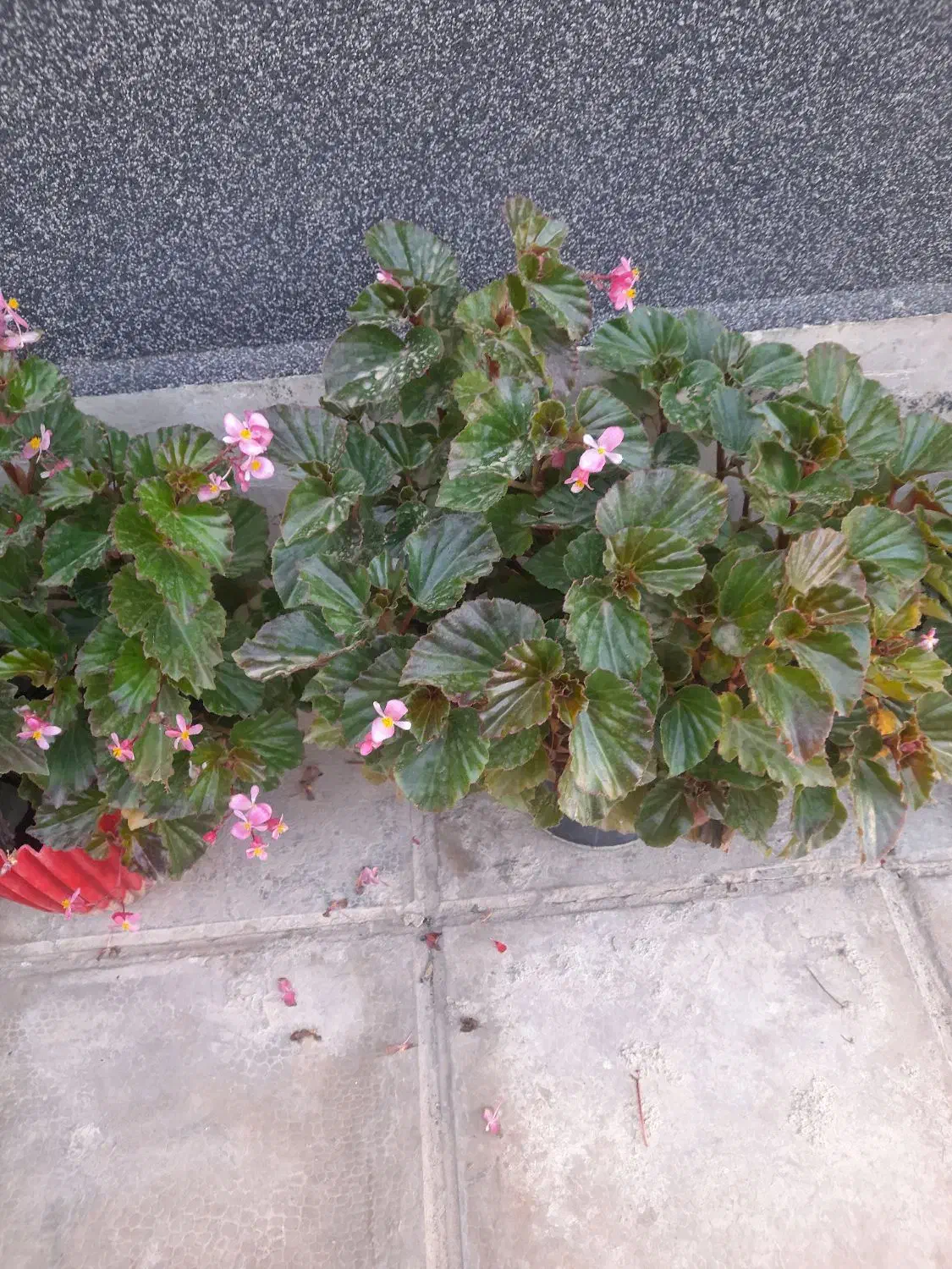 گلهای سالم سر حال|گل و گیاه طبیعی|هشتگرد, فاز ۳ مهستان|دیوار