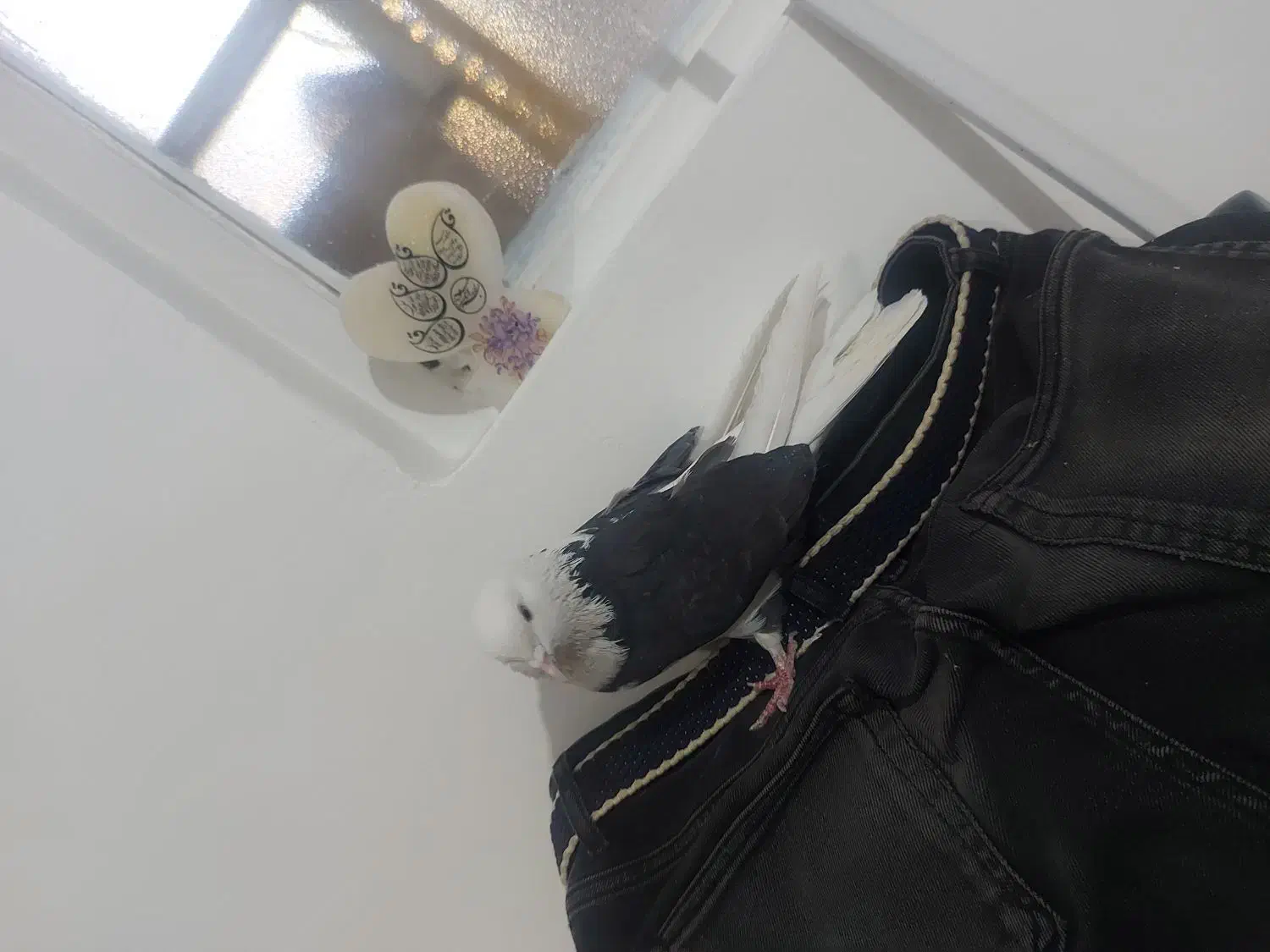 کفتر پرشی|پرنده|شهریار, شهرک شاهد|دیوار