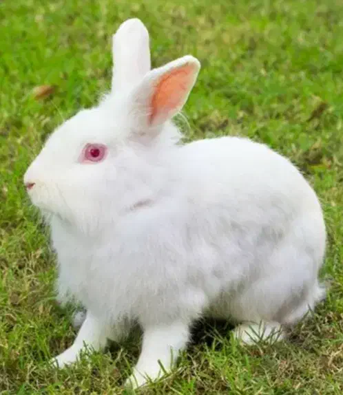 خرگوش نر سفید|موش و خرگوش|سبزوار, باهنر|دیوار