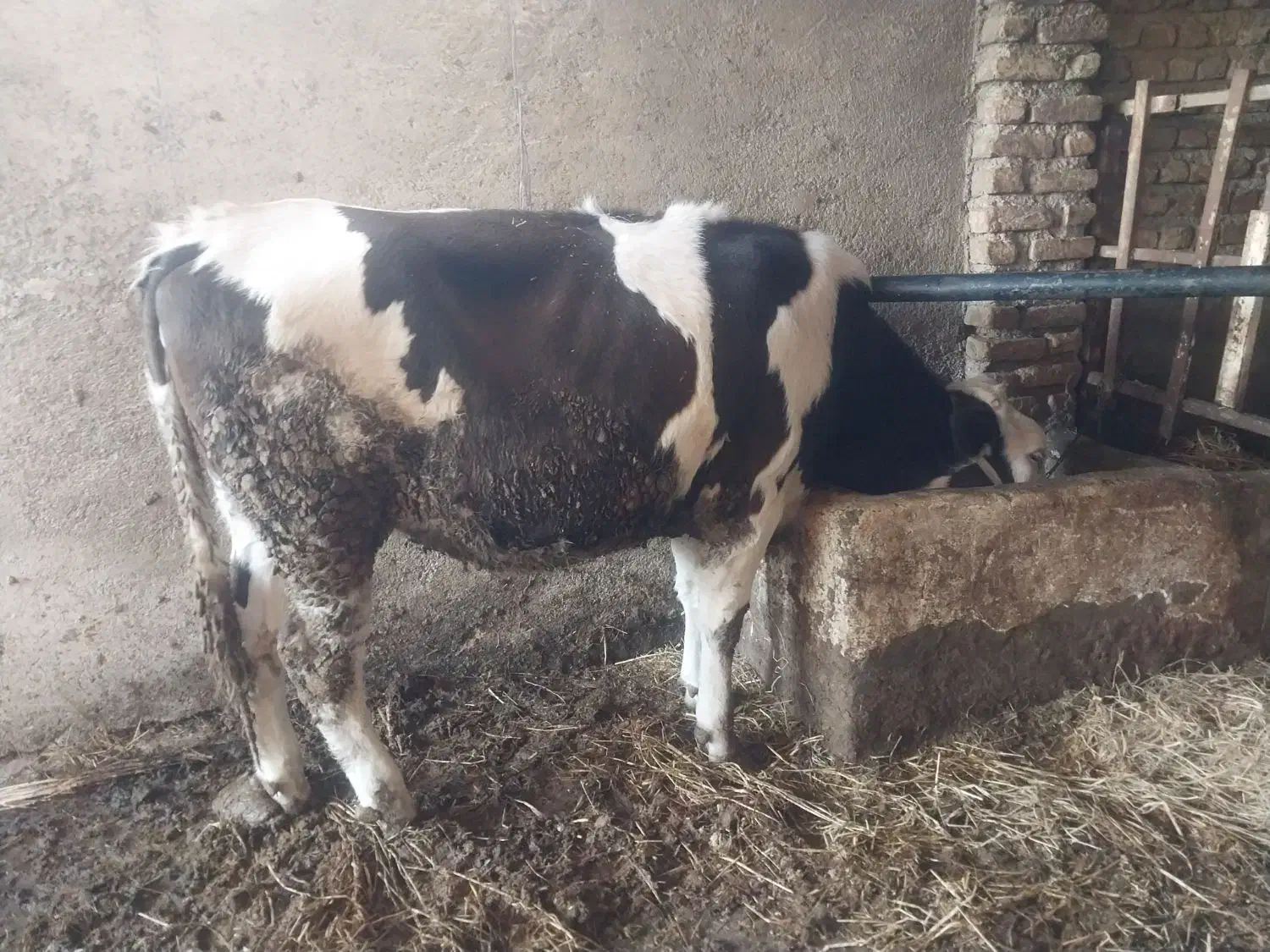 تلیسه ابستن فروشی|حیوانات مزرعه|گرگان, |دیوار