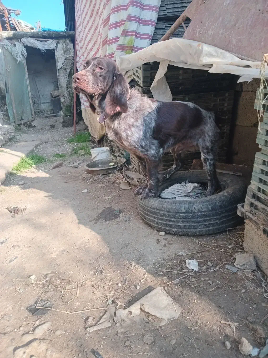 واگذاری توله شکاری نر|سگ|رودسر, |دیوار