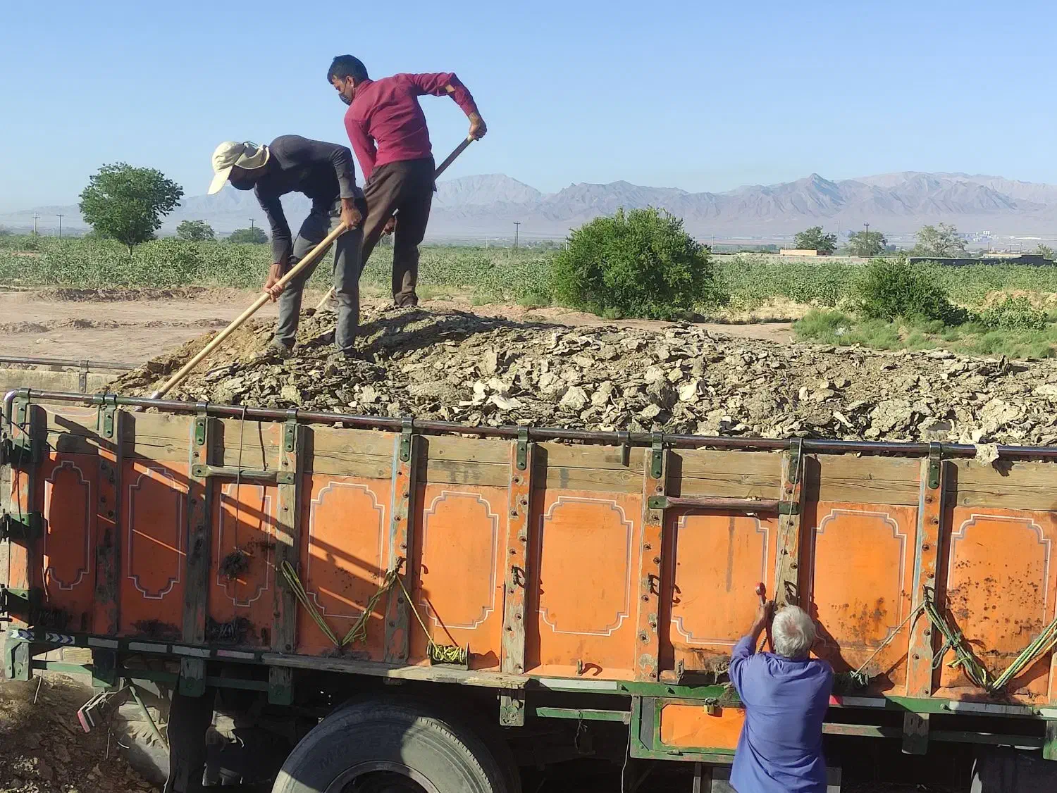 کود گاوی مرغوب تک و تریلی|خدمات باغبانی و درختکاری|بم, |دیوار