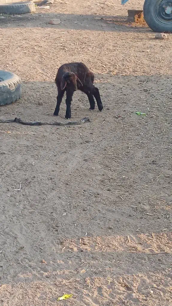 بره شیری|حیوانات مزرعه|گمیشان, |دیوار