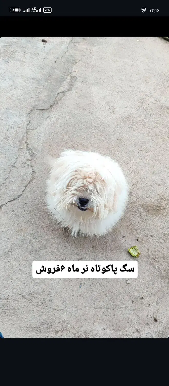 سگ پاکوتاه نر|سگ|مرند, |دیوار