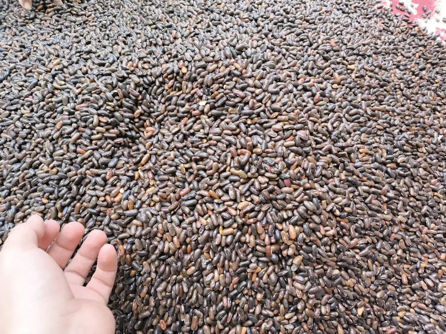 بذر لوبیا سبز سان ری کشتزار|عمدهفروشی|شیراز, کودیان|دیوار