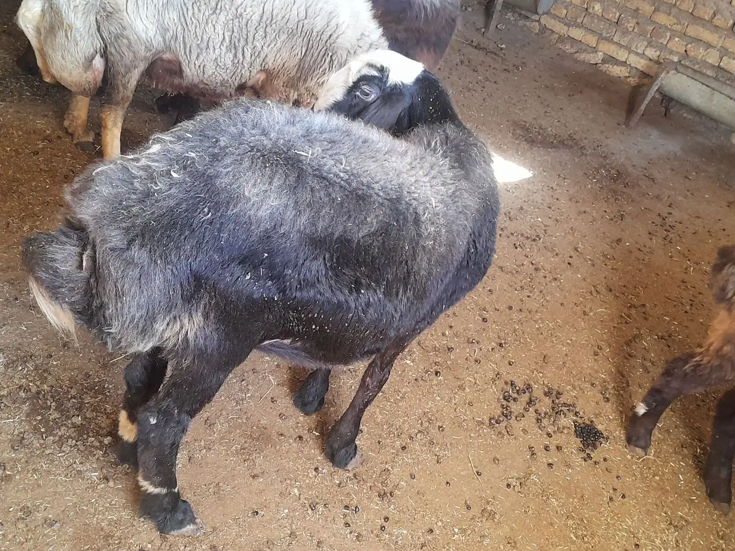 سه عدد شیشک درجه یک داشتی قیمت مناسب|حیوانات مزرعه|مینودشت, |دیوار