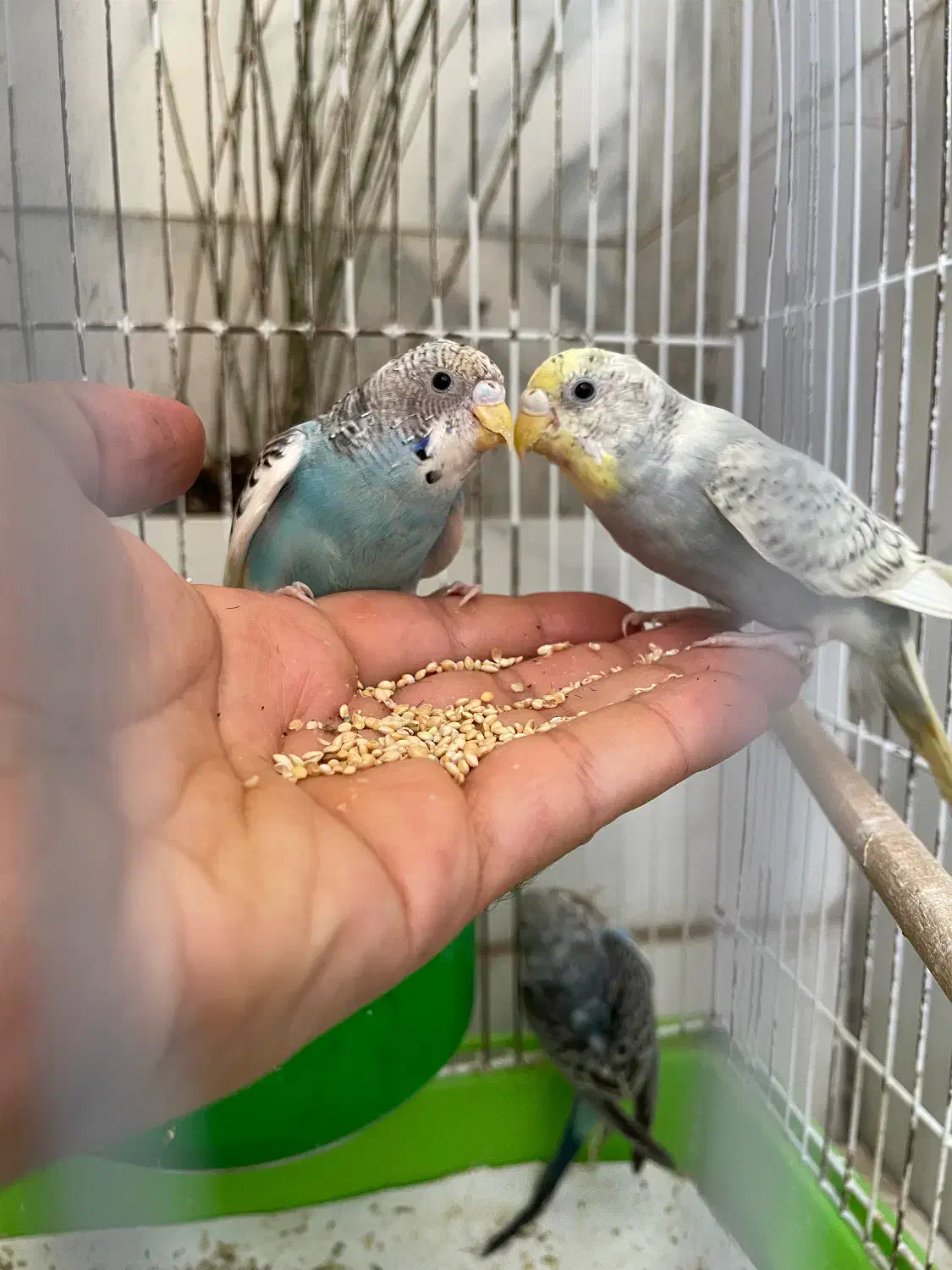 مرغ عشق جوان|پرنده|رشت, استادسرا|دیوار