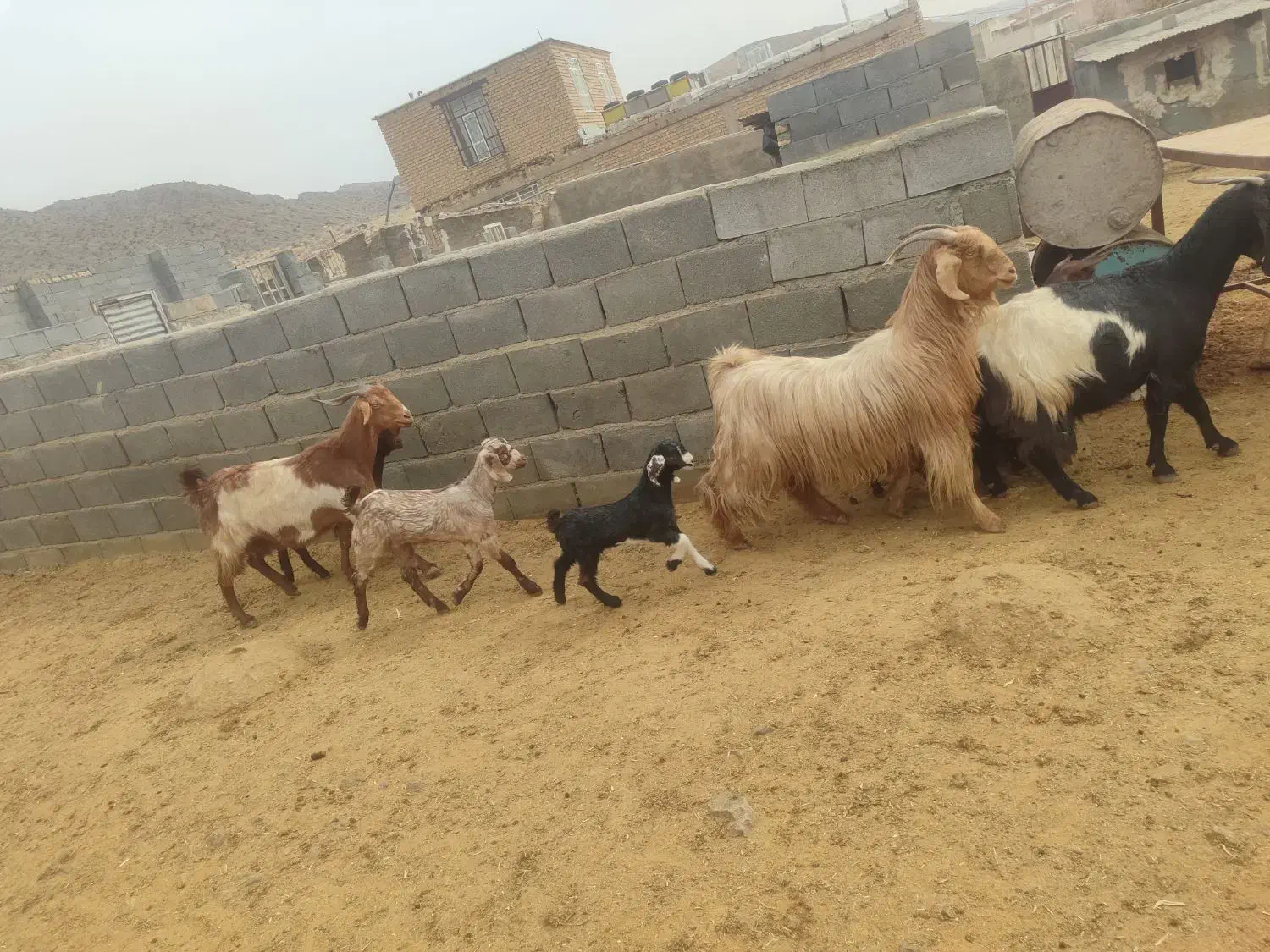 فروش بز کهره دار درجه یک جوان|حیوانات مزرعه|پاسارگاد, |دیوار