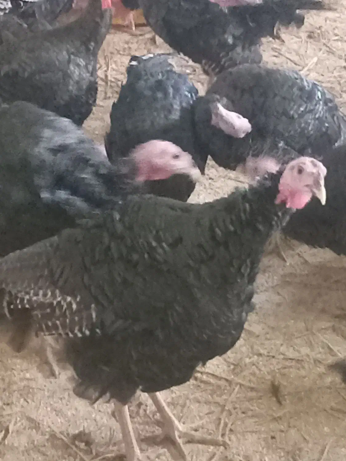 فروش بوقلمون برنز تعداد ۱۰۰ عدد به صورت عمده و تکی|حیوانات مزرعه|قائم‌شهر, |دیوار