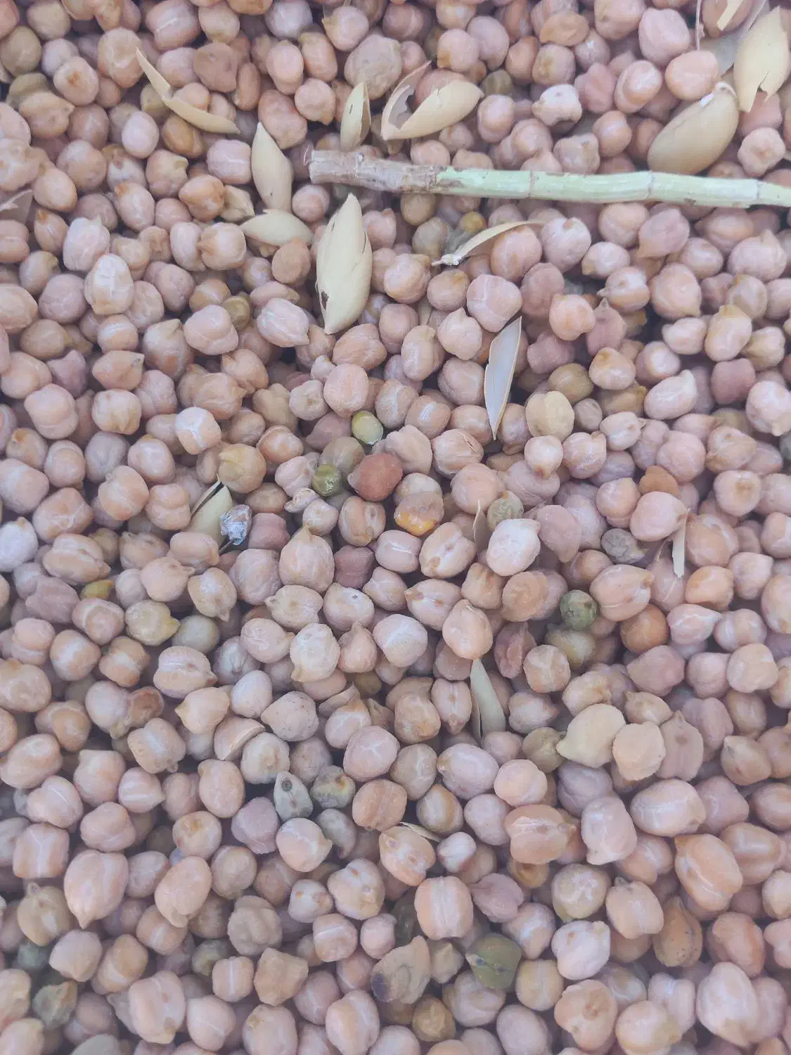 کاه نخود|خدمات پیشه و مهارت|بوئین زهرا, |دیوار