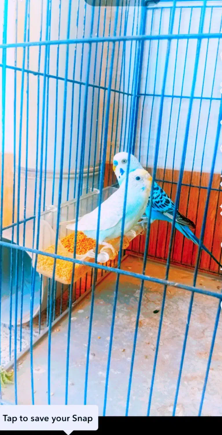 مرغ عشق|پرنده|دوگنبدان, |دیوار