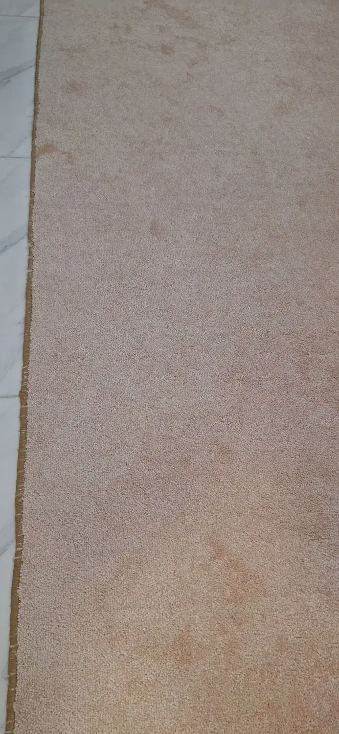 پالاز موکت|موکت|تبریز, |دیوار