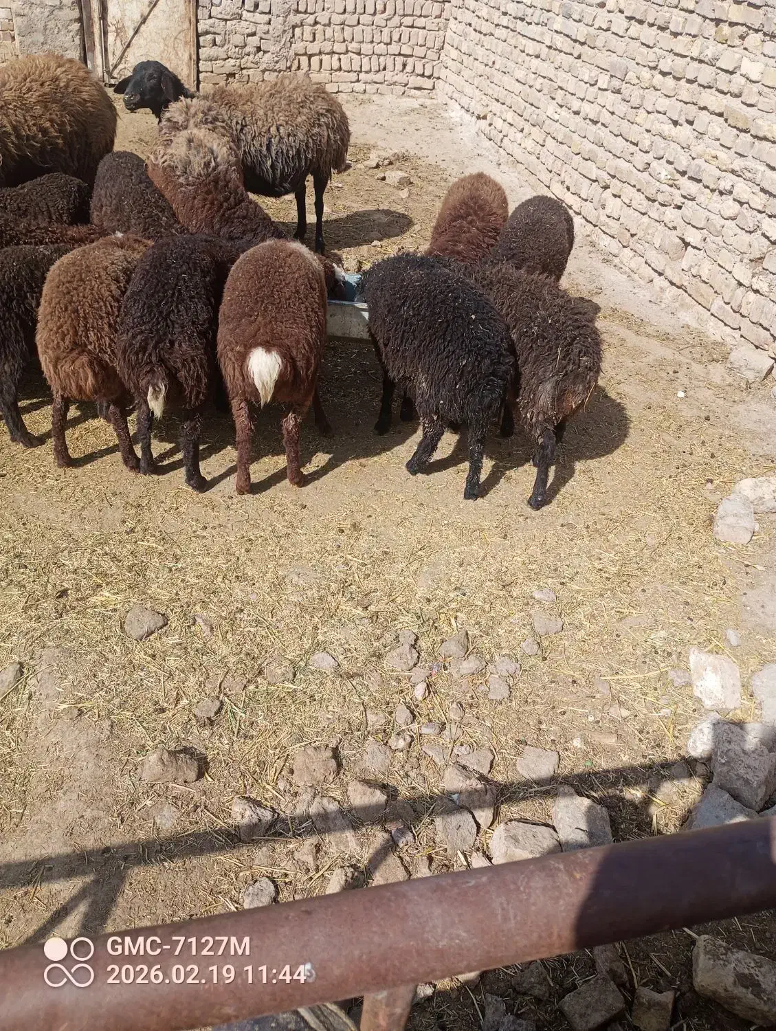 بره|حیوانات مزرعه|بوئین زهرا, |دیوار