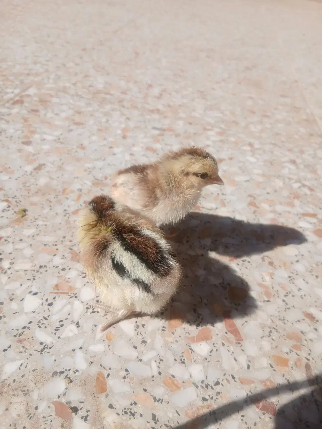 جوجه مرغ|حیوانات مزرعه|شهرضا, |دیوار