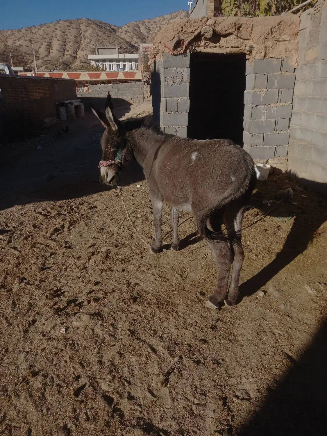 الاغ|حیوانات مزرعه|لردگان, |دیوار