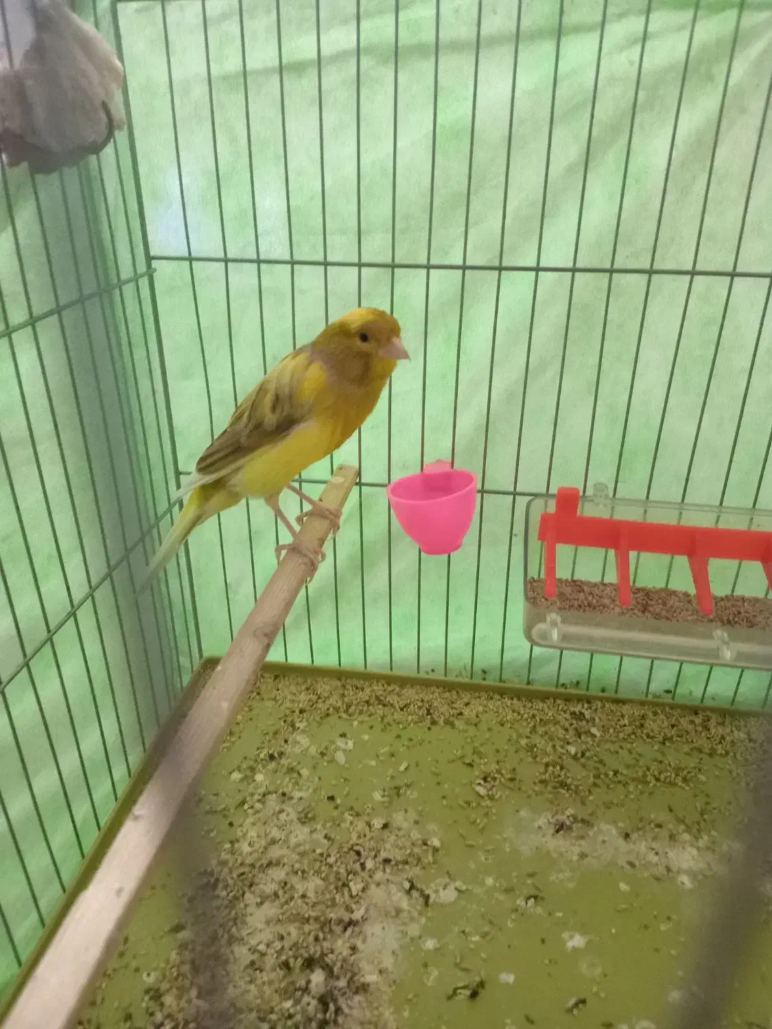 قناری سو قدیم|پرنده|همدان, |دیوار