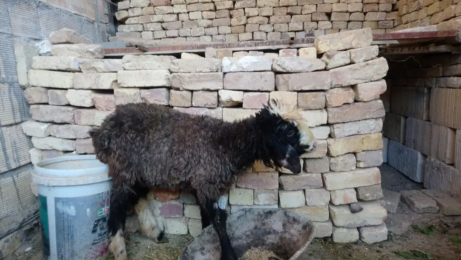 بره شیری ماده|حیوانات مزرعه|دهق, |دیوار