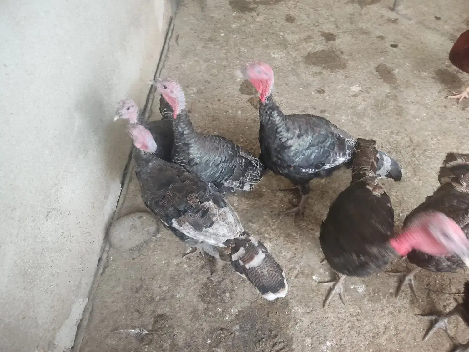 بوقلمون،مرغ،خروس|حیوانات مزرعه|سرخرود, |دیوار