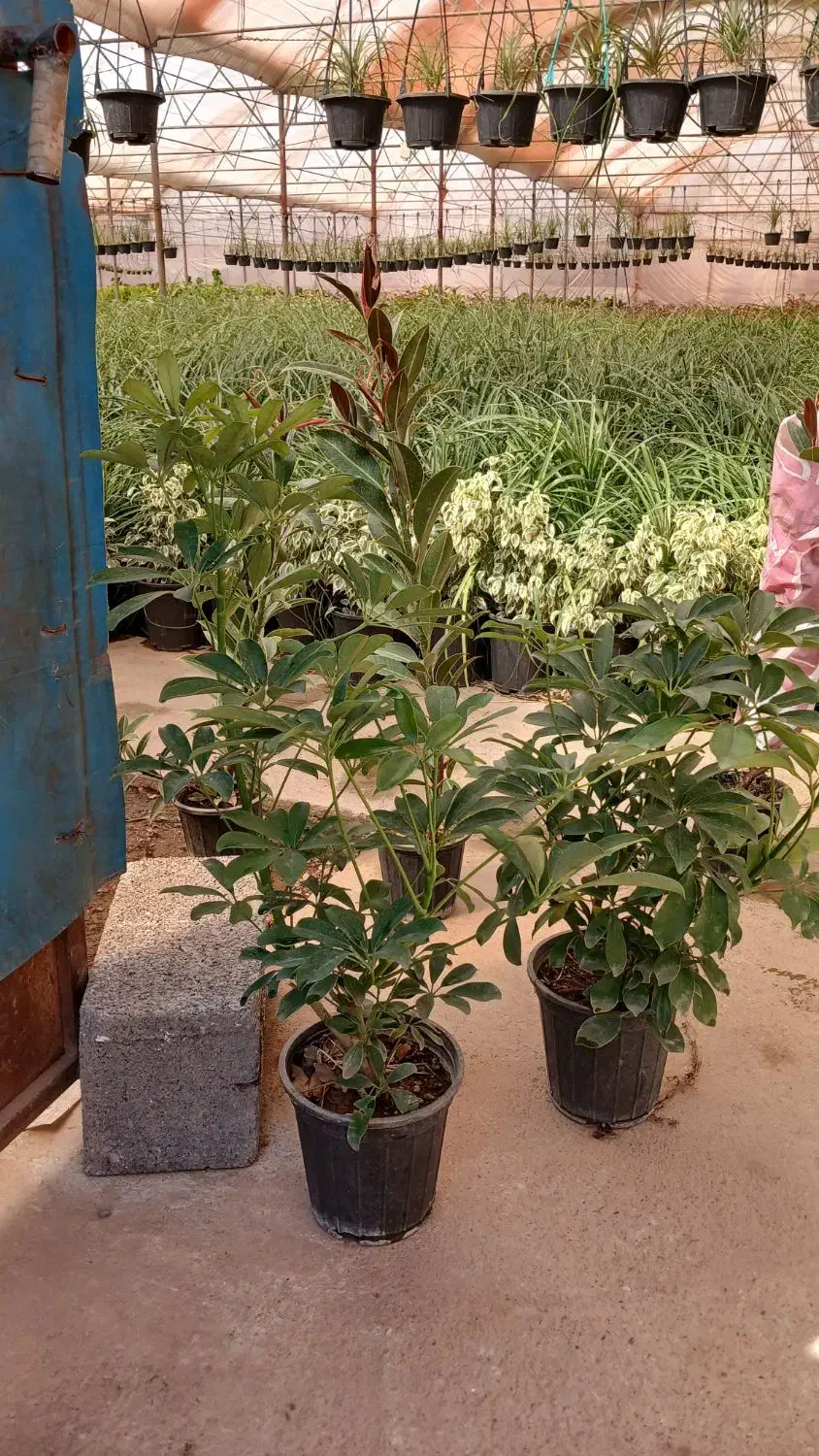 تاحالا از گلخانه افرا خرید داشتین|گل و گیاه طبیعی|قم, چهل درخت|دیوار