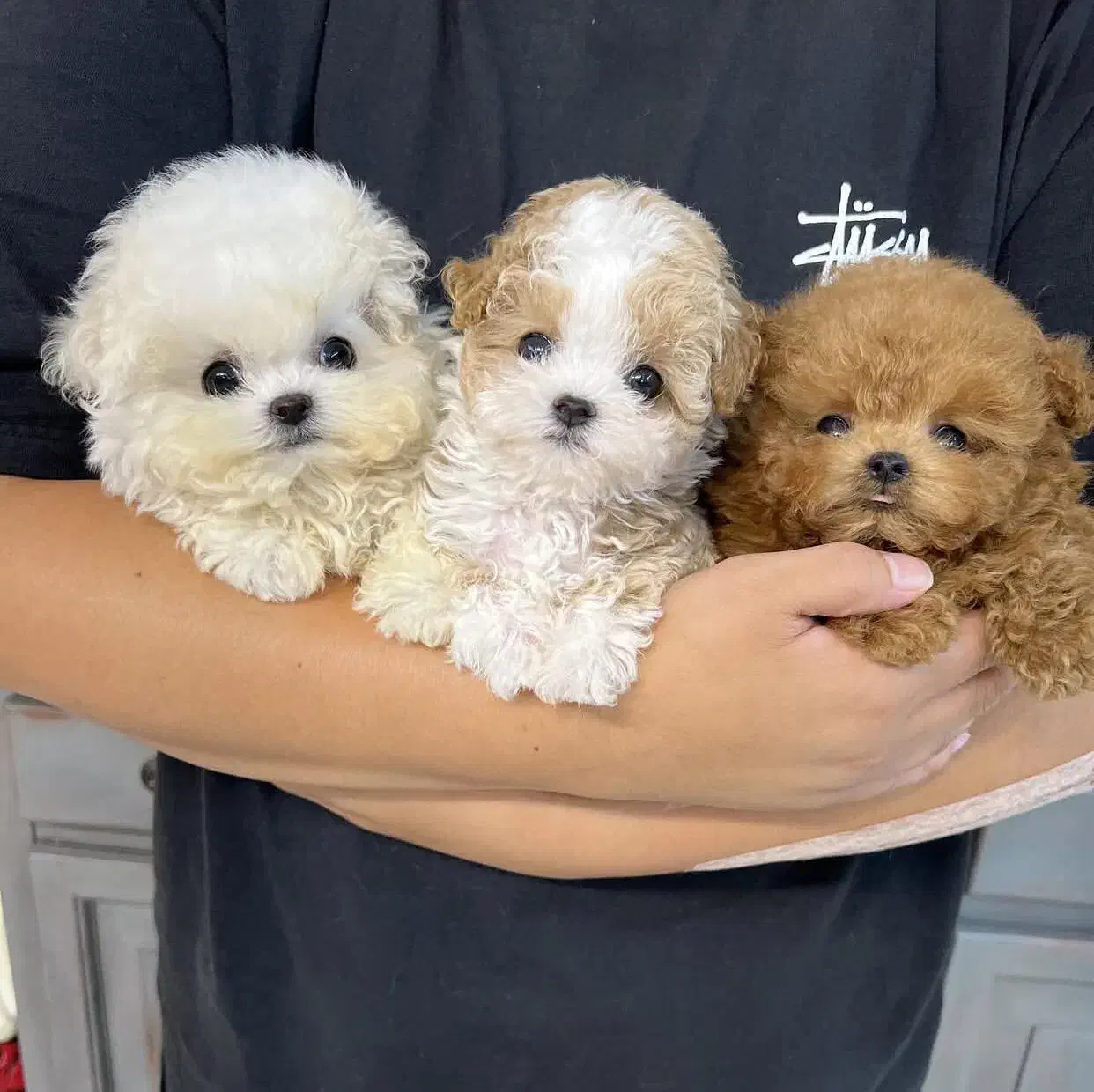 توله مالتیپوعه عروسکی|سگ|تهران, جنت‌آباد مرکزی|دیوار