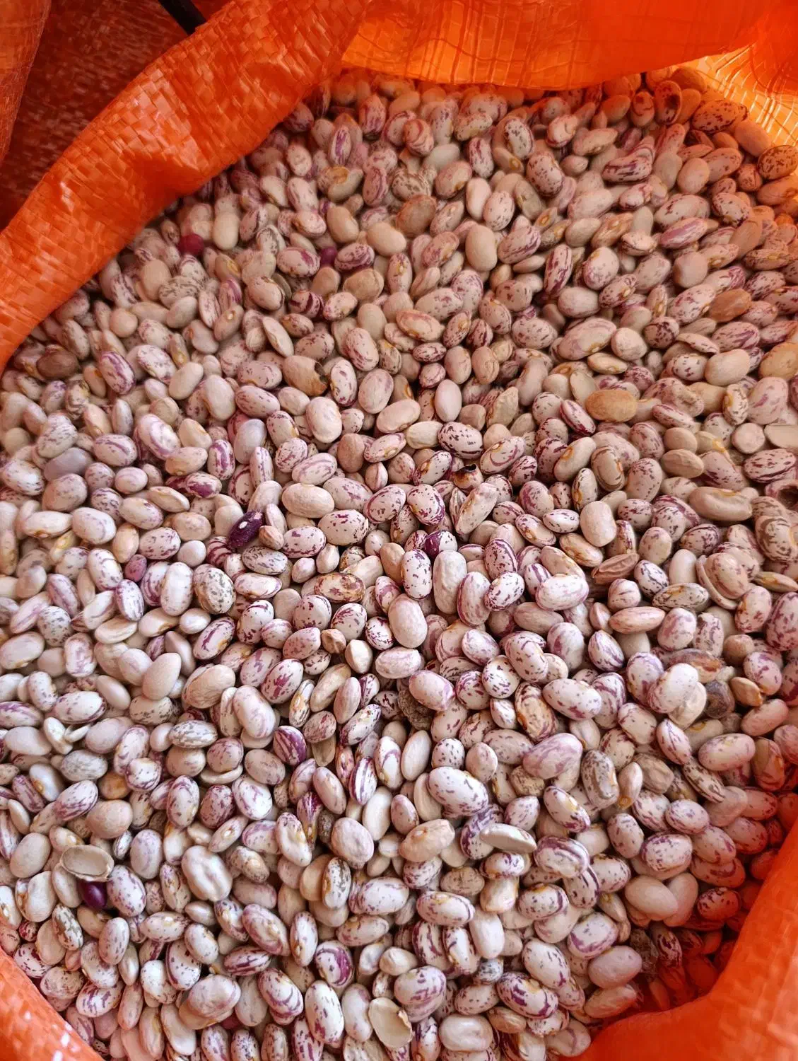 لوبیا چیتی بوجار|خوردنی و آشامیدنی|خانمیرزا, |دیوار