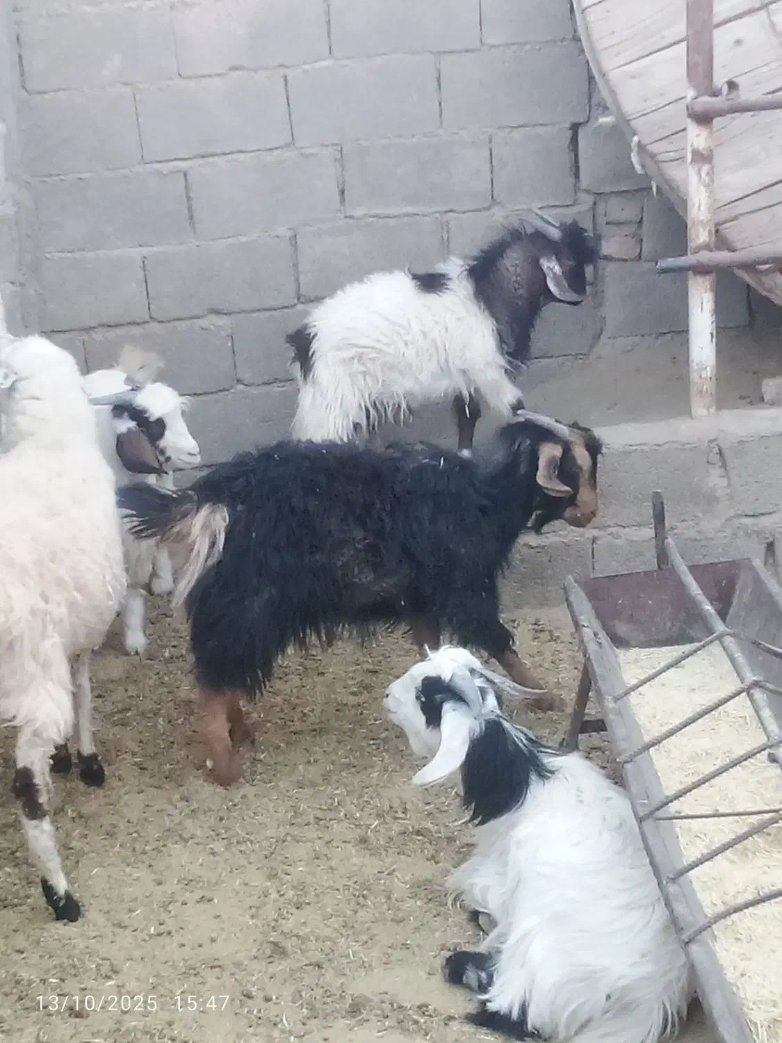 بزغاله|حیوانات مزرعه|قائن, |دیوار