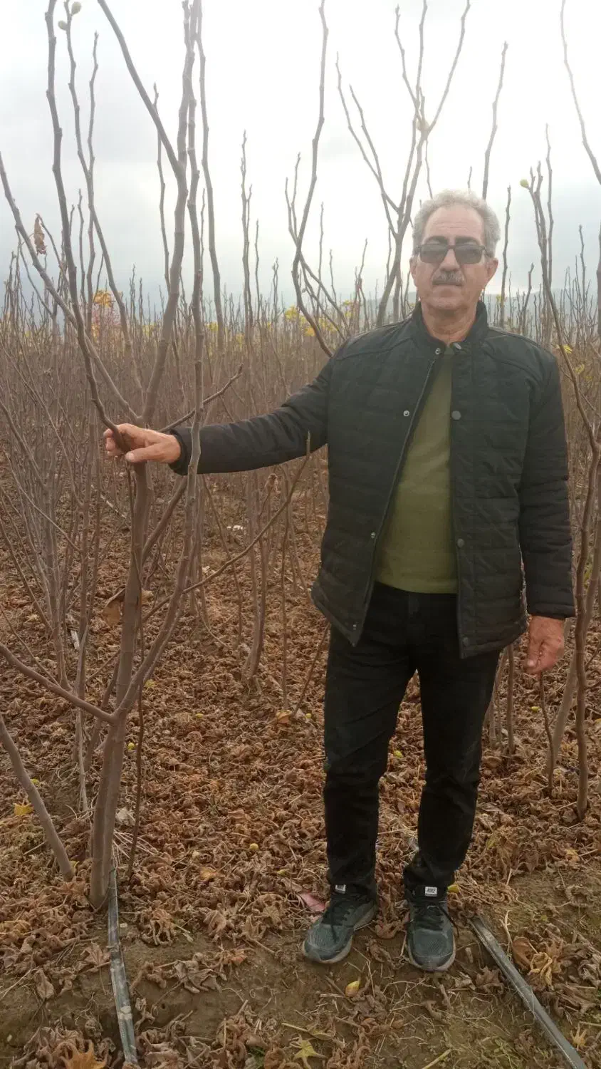 درختکاری|خدمات باغبانی و درختکاری|محمدشهر, شهرک پیام (مهرالبرز)|دیوار