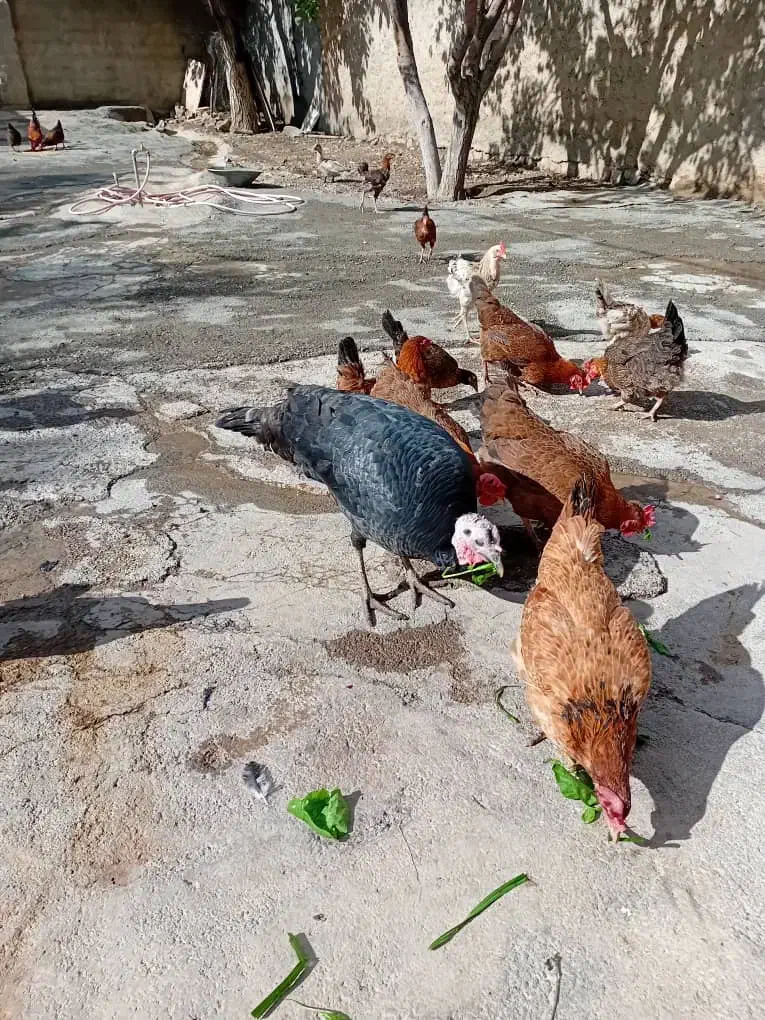 سلام ۱۲عدد مرغ محلی جوان تخم گذار|حیوانات مزرعه|ایوان, |دیوار