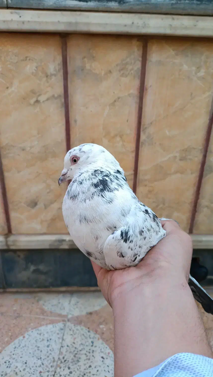 کبوتر|پرنده|نورآباد ممسنی, |دیوار